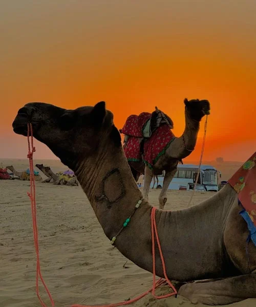 Camel Caravan
